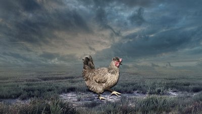 Обои на рабочий стол куры