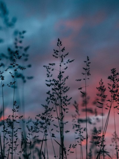 Эстетика природы