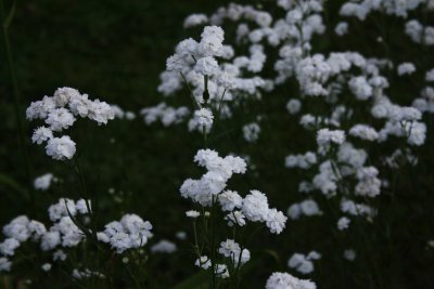 Серые цветы