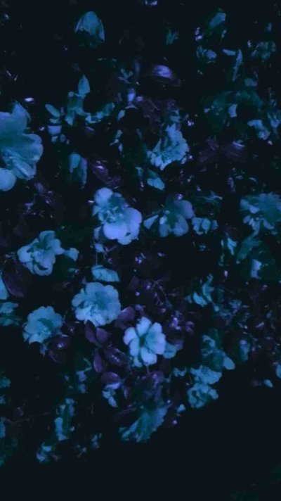 Темно синие цветы