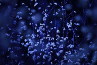 Темно синие цветы