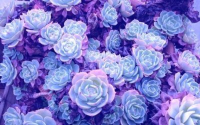 Цветочный фон