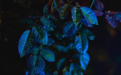 Синие листья