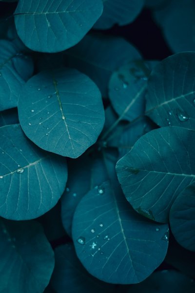 Темно зеленая листва