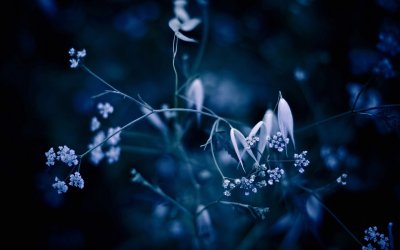 Темно синие цветы