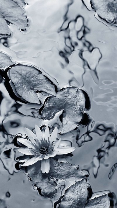 Необычные обои на телефон