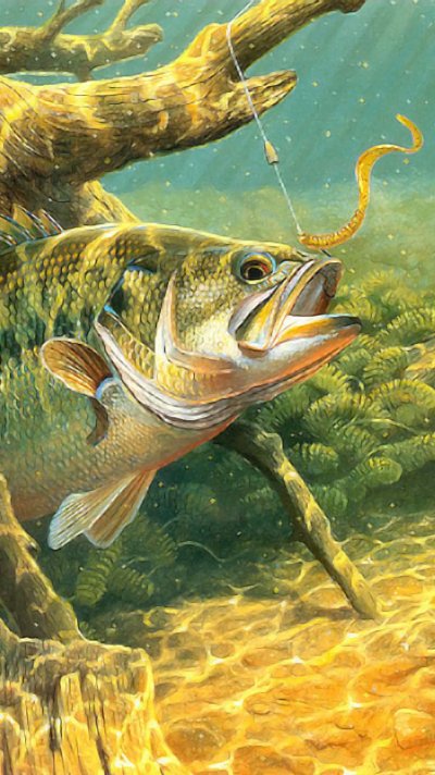 Пресноводные рыбы красивые