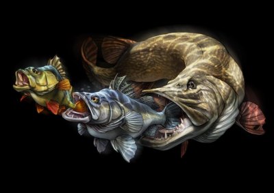 Tommy Kinnerup рыбы