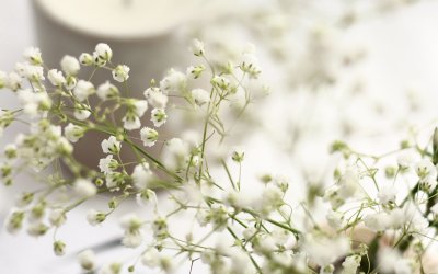 Гипсофила Аврора