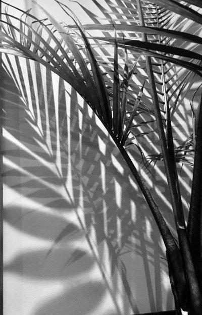 Тень от пальмы