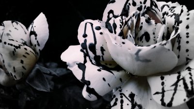 Эстетика черно-белого цвета