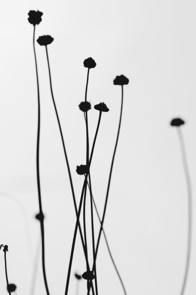 Цветочки Минимализм