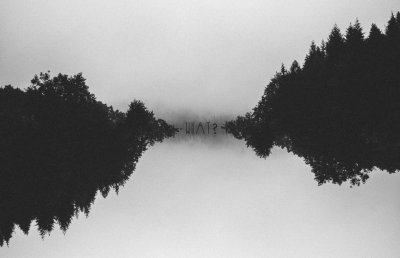 Черно белый лес