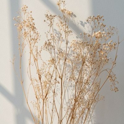 Гипсофила цветы Эстетик