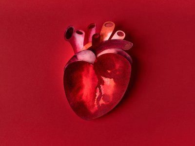 Человеческое сердце обои