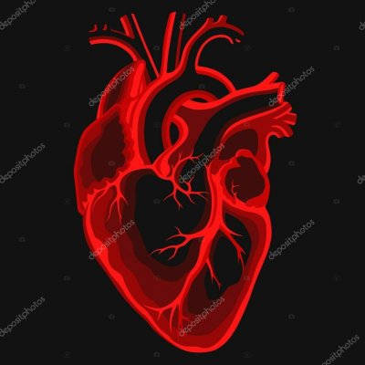 Анатомическое сердце на черном фоне