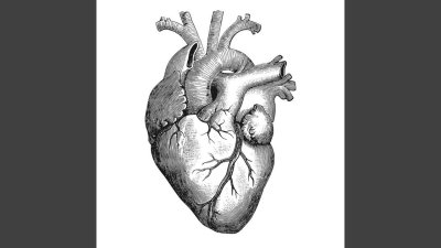 Человеческое сердце эскиз