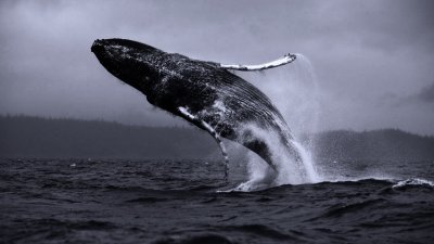 Кит 52 Герца