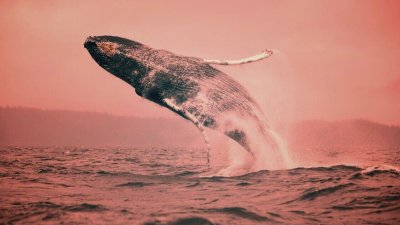 Обои на рабочий стол кит