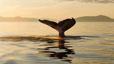 Киты на рабочий стол