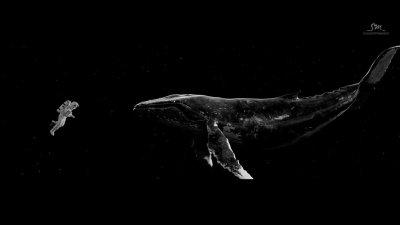 Кит 52 Герца