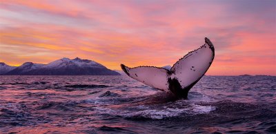 Шантарские острова киты САП