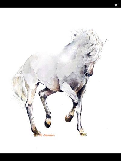 Лошадь рисунок акварелью