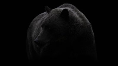 Медведь на рабочий стол