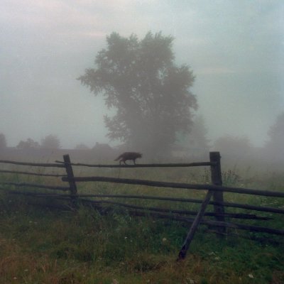 Туманное утро в деревне