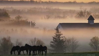 Туманное утро в деревне