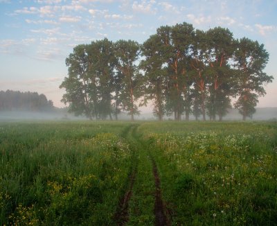 Лето утро туман