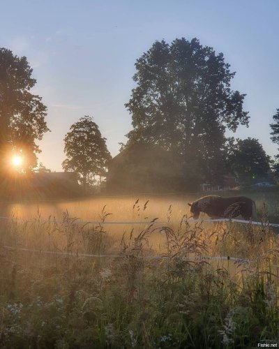 Туманное утро Фет
