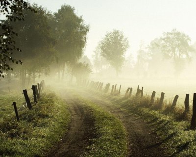 Деревья вдали