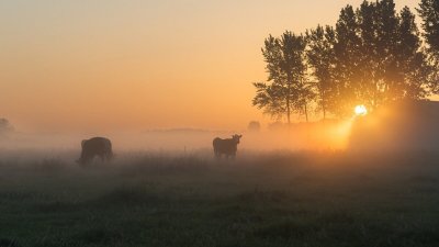 Коровы на закате