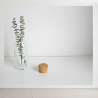 Eucalyptus pulverulenta