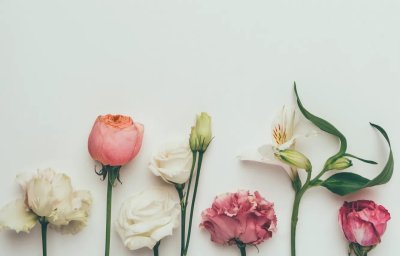 Цветы на однотонном фоне