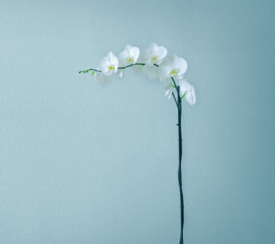 Цветы на однотонном фоне