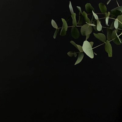 Растения Эстетика Минимализм