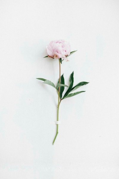 Пионы Эстетика Пинтерест