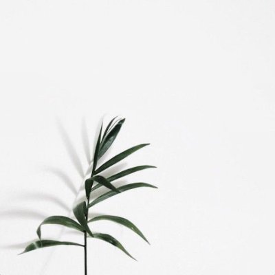 Растения на белом фоне Минимализм