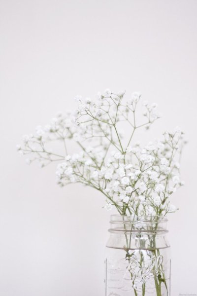 Гипсофилы сухоцветы