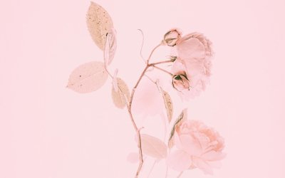 Цветы в пастельных тонах