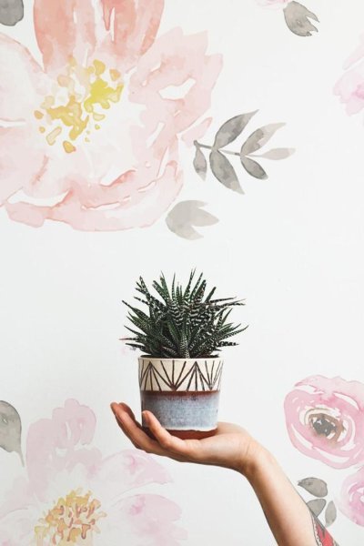 Суккуленты Эстетика