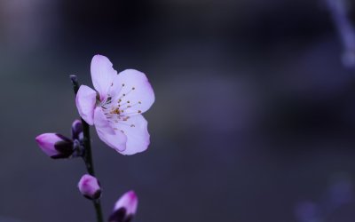 Заставка на рабочий стол Весна