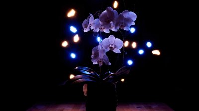 Светящиеся цветы