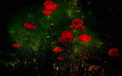 Цветы на темном фоне