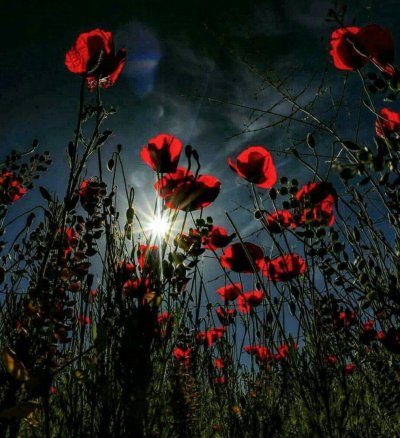 Маковое поле ночью