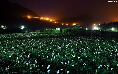 Растения ночью