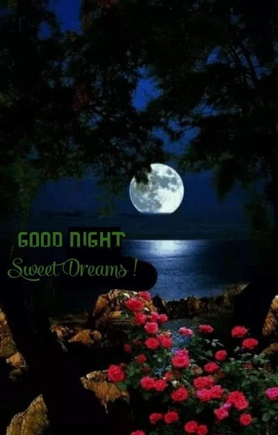 Красивые цветы ночью