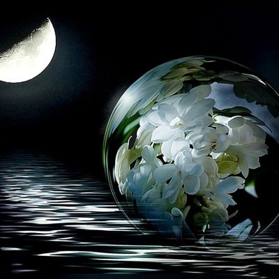 Красивые ночные цветы